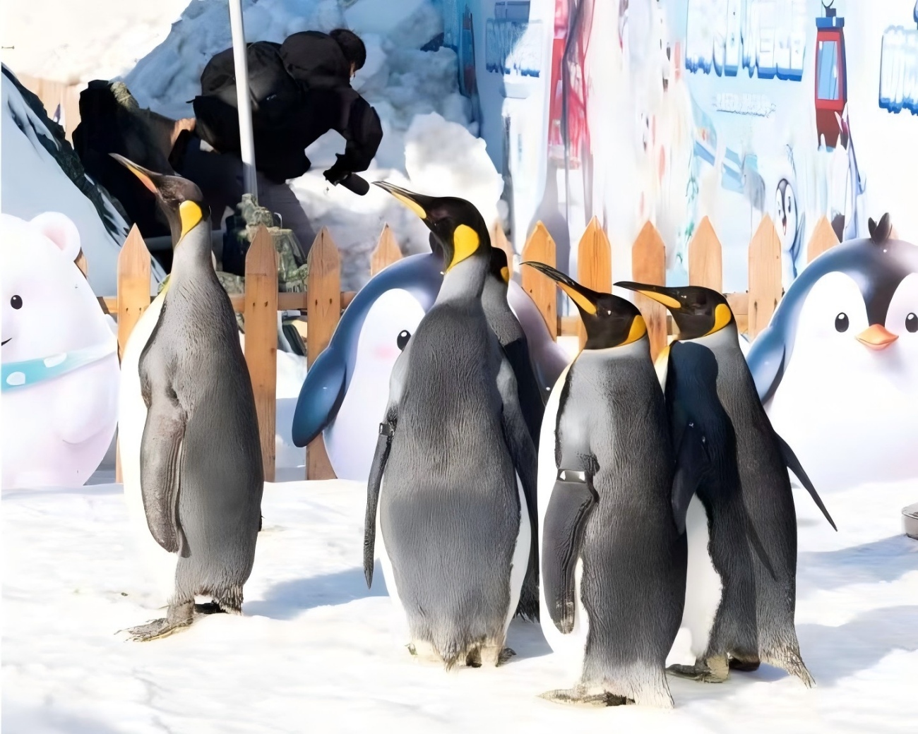 Frozen Wonderland  in China