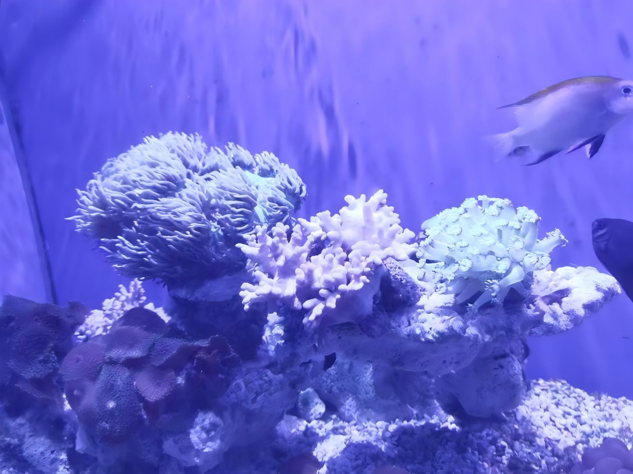 Coral Pavilion in China