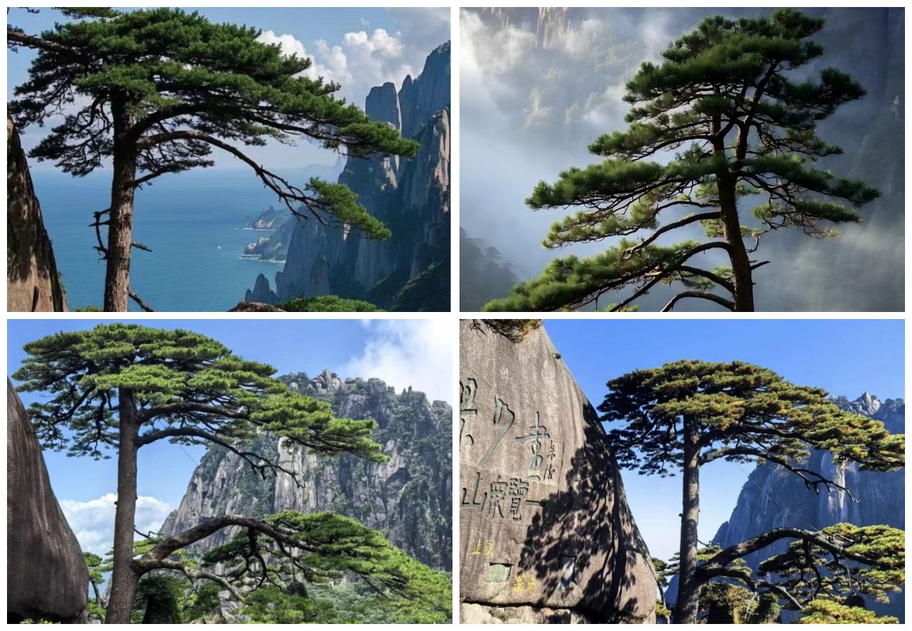 Приветствие гостей в сосне