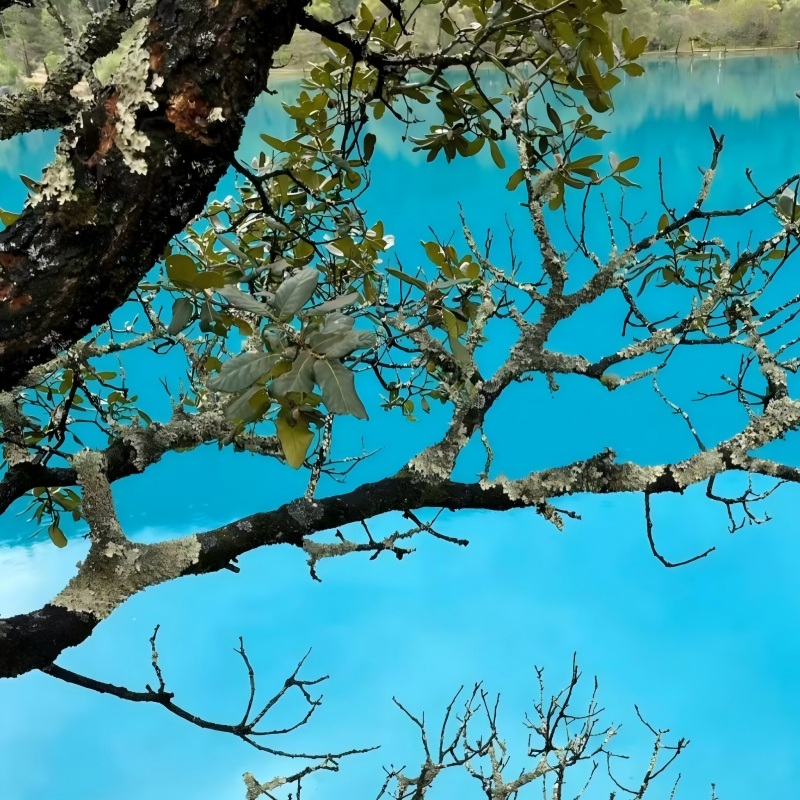 Jade Dragon Snow Mountain