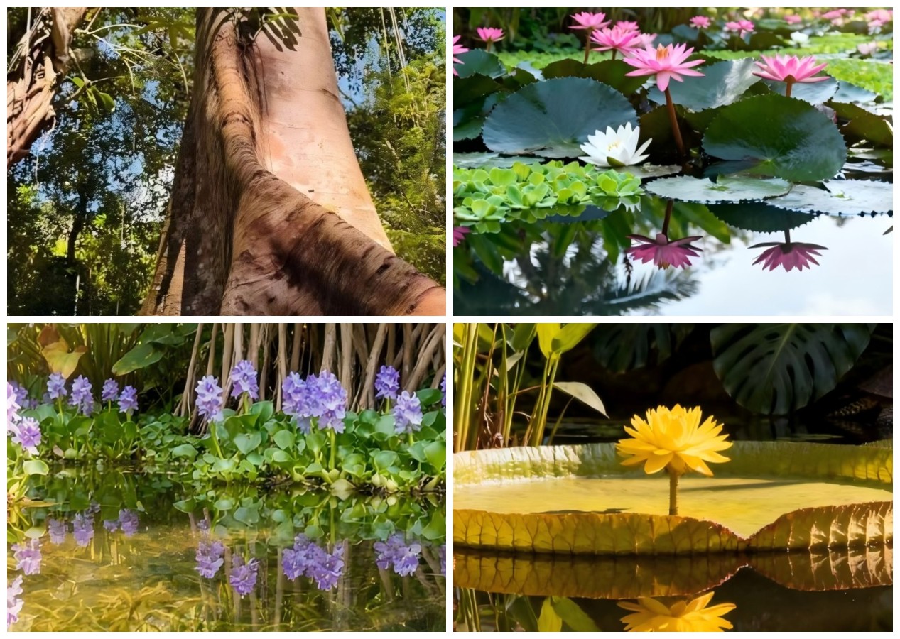 Aquatic Plants Garden 