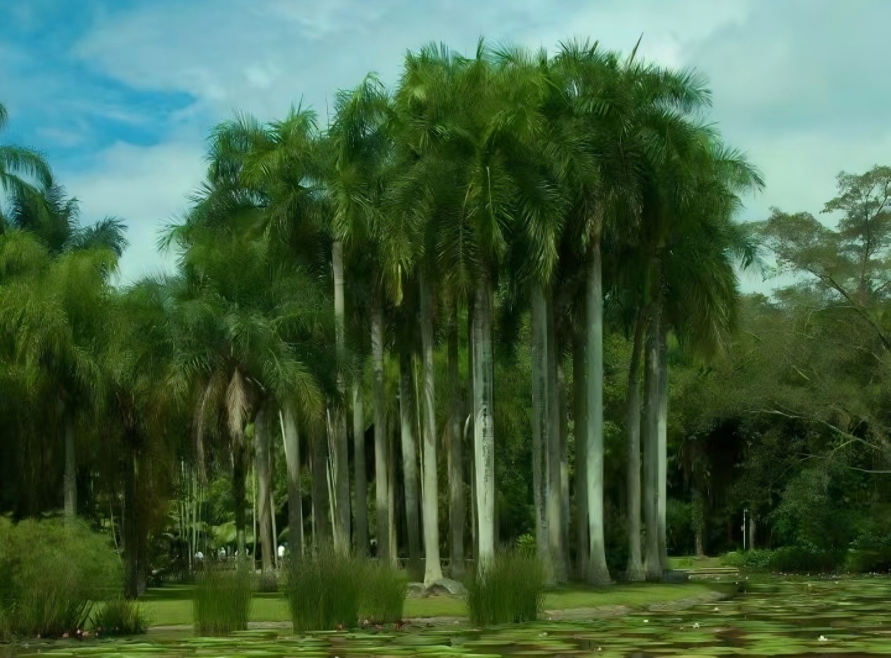 Palm Garden