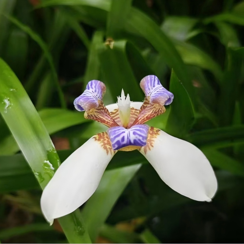 Xishuangbanna Tropical Botanical Garden