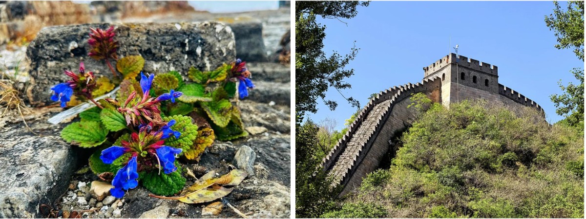 Mutianyu Great Wall Tour