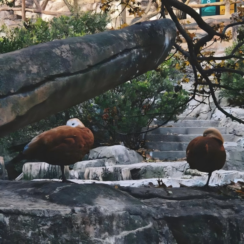 Tiger Beach Ocean Park