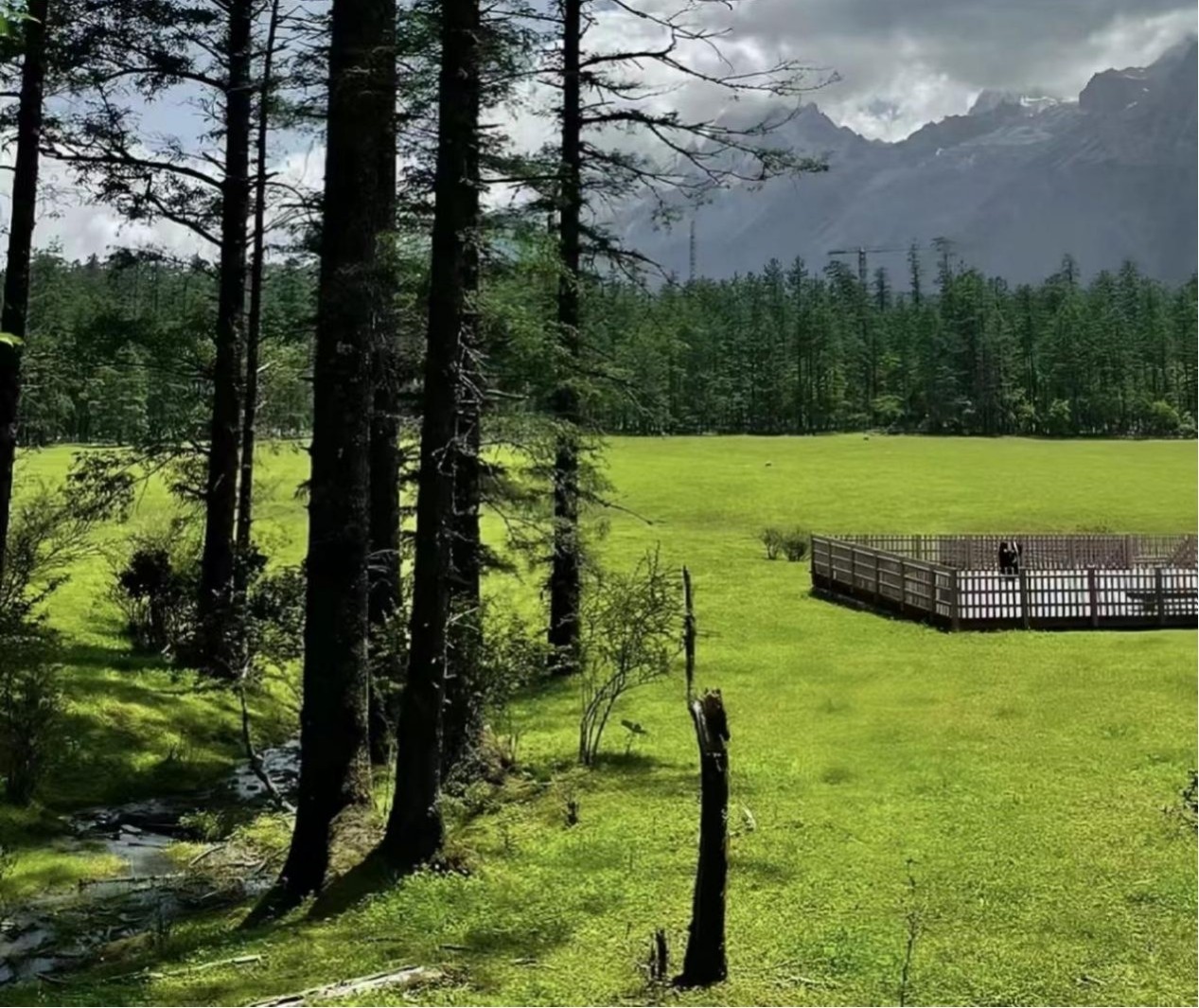  Spruce Meadow (Yunshan Ping)