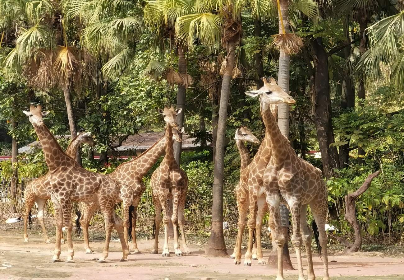 Chimelong Tourist Resort Guangzhou