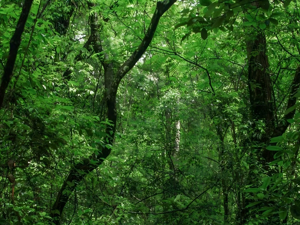 Bosque kárstico de Maolan