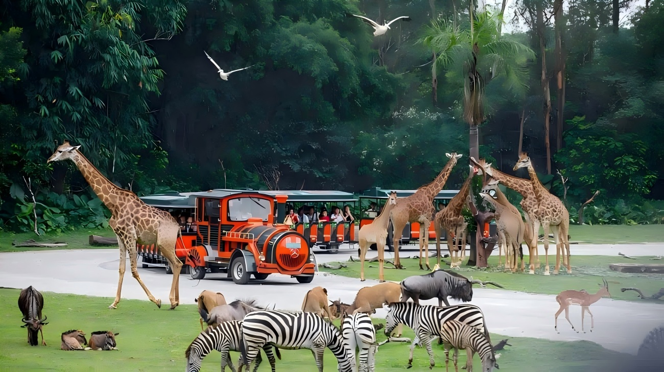 Parque Safari Chimelong (1).jpg