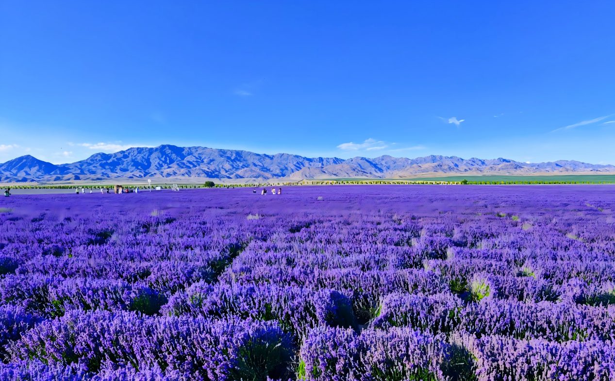  Lavender Fields