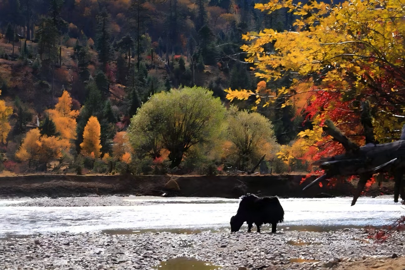 Alpine Gem of Eastern Tibet