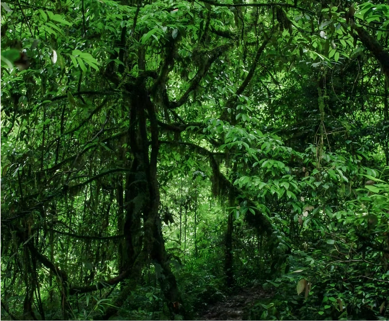 Bosque kárstico de Maolan