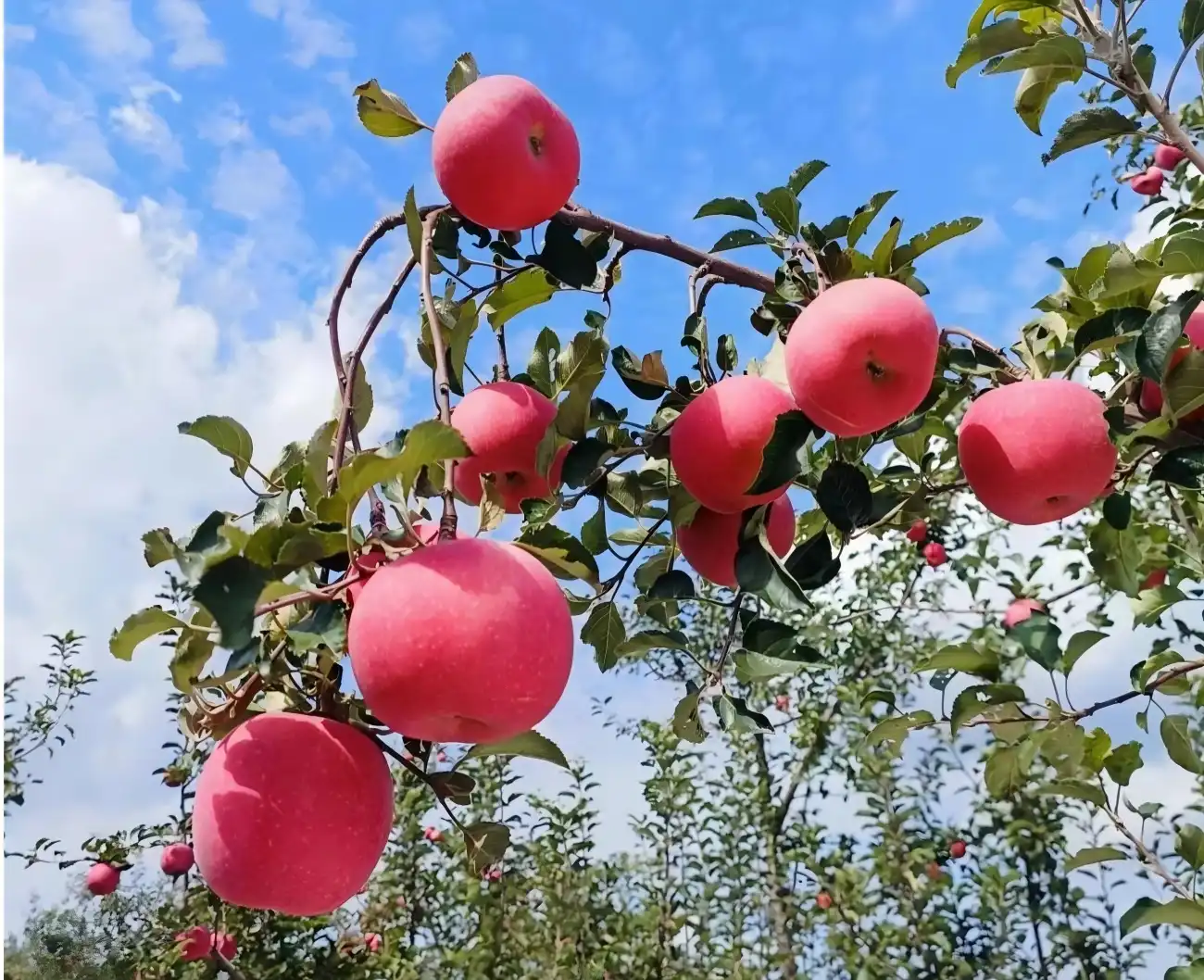 Manzanas Jixian en China
