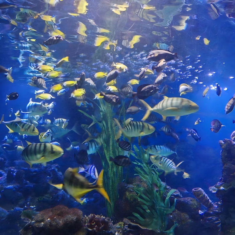 Tiger Beach Ocean Park