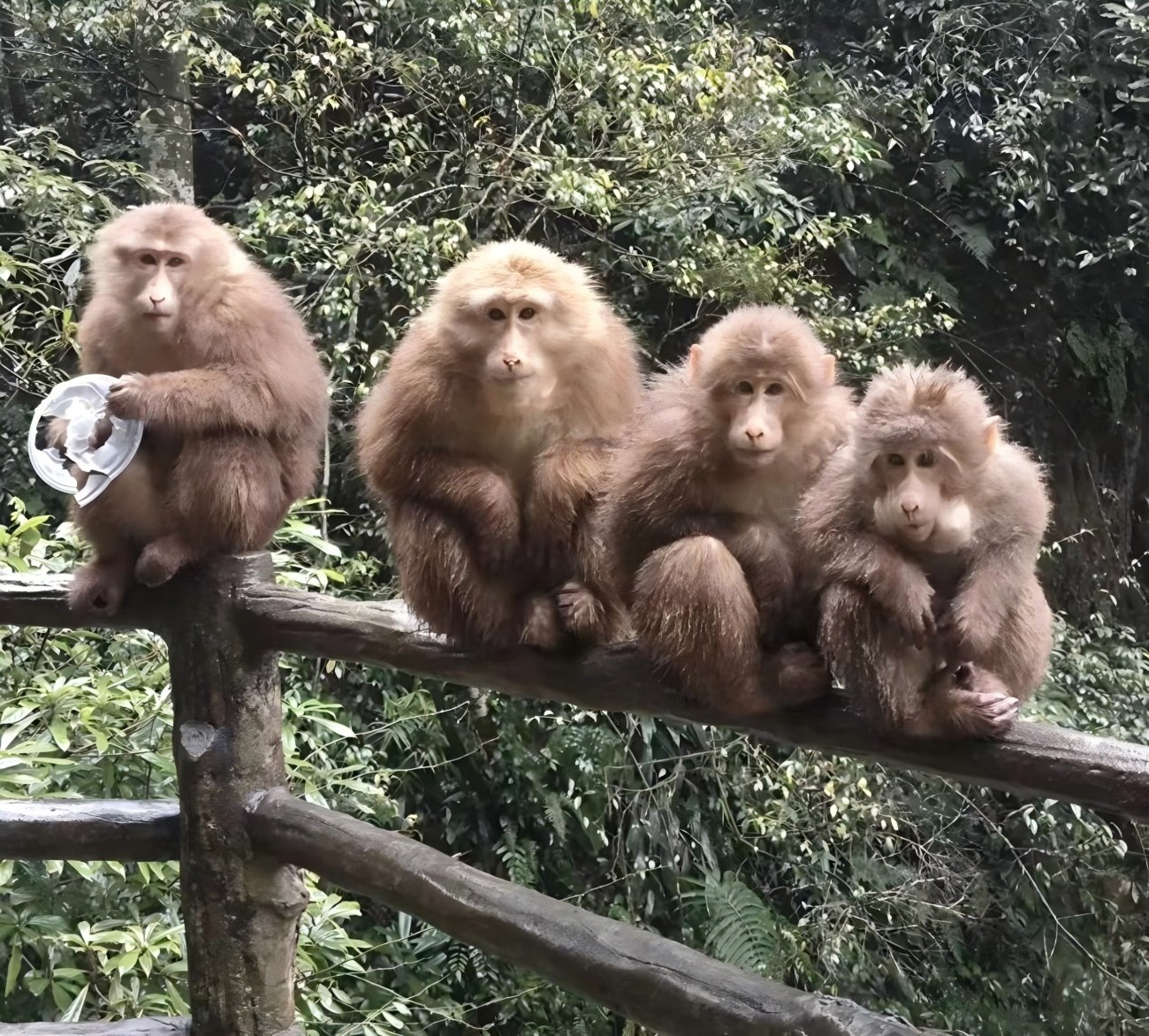 La Zona de los Monos en China