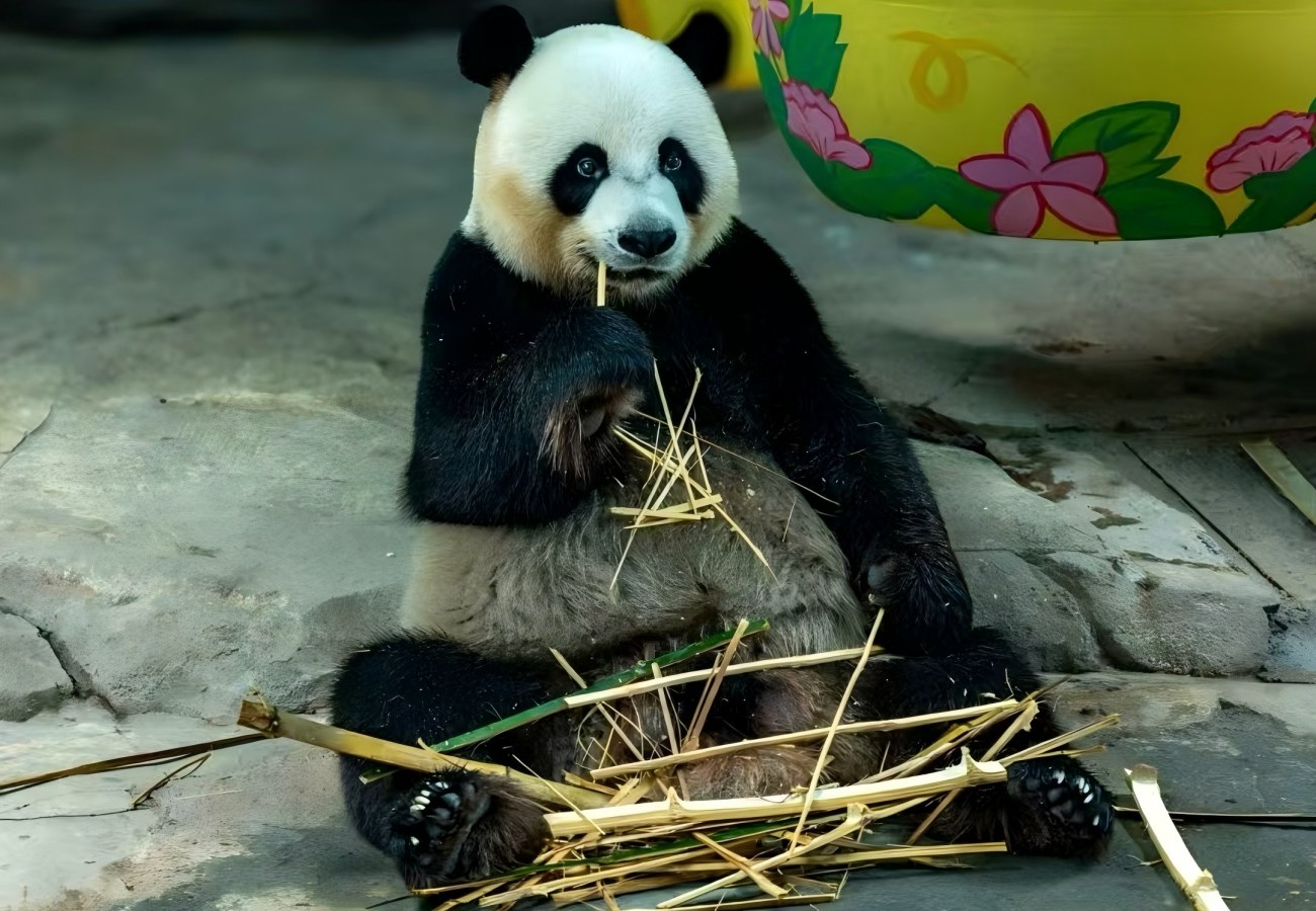 Chimelong Tourist Resort Guangzhou