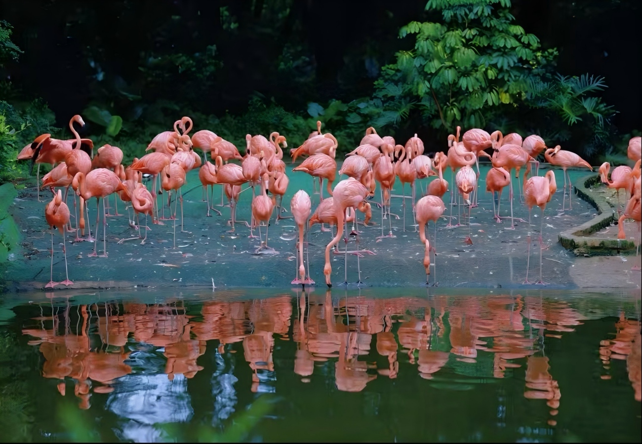 Chimelong Tourist Resort Guangzhou