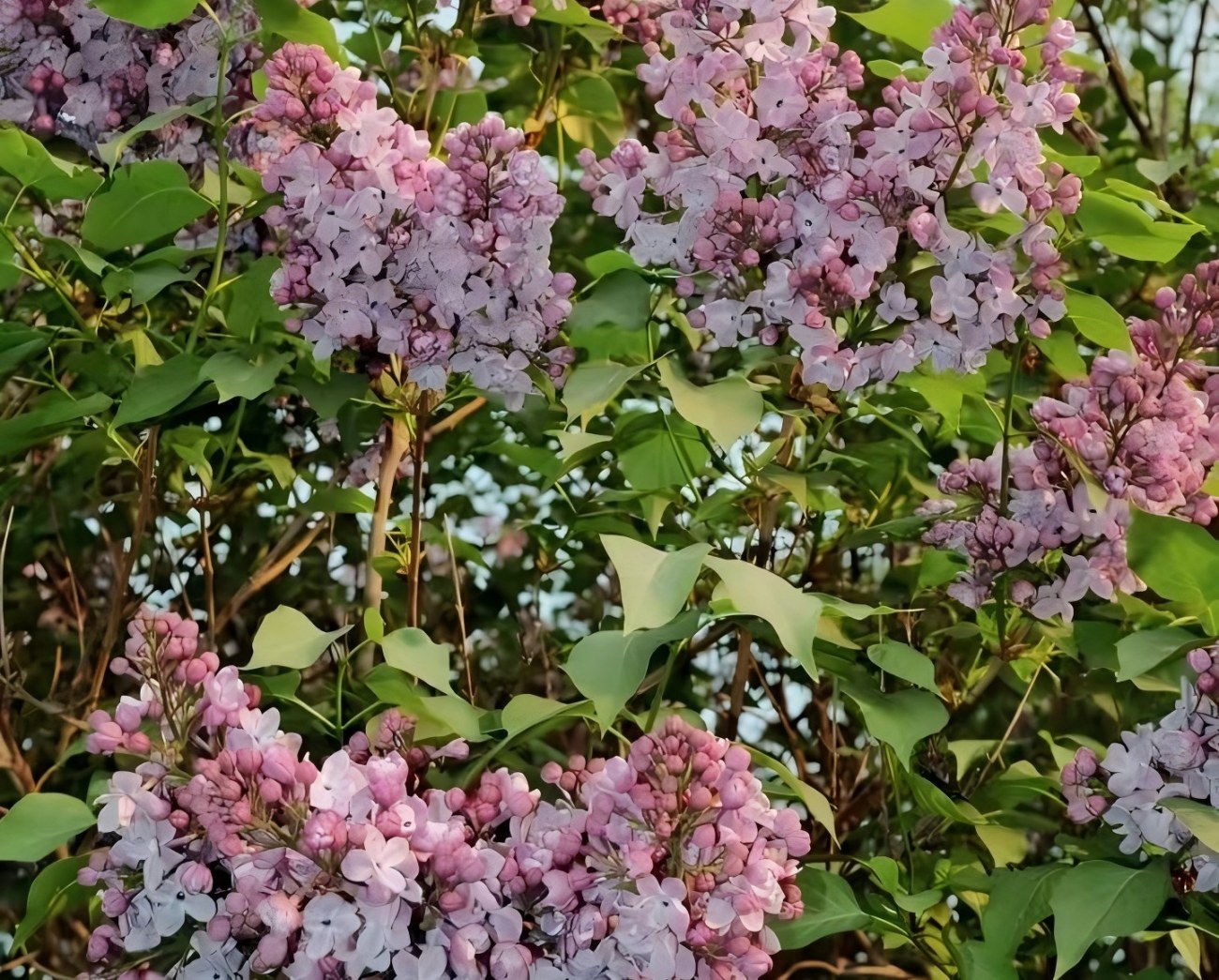 Lilac Garden in China
