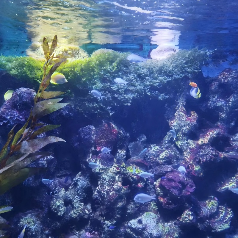 Tiger Beach Ocean Park