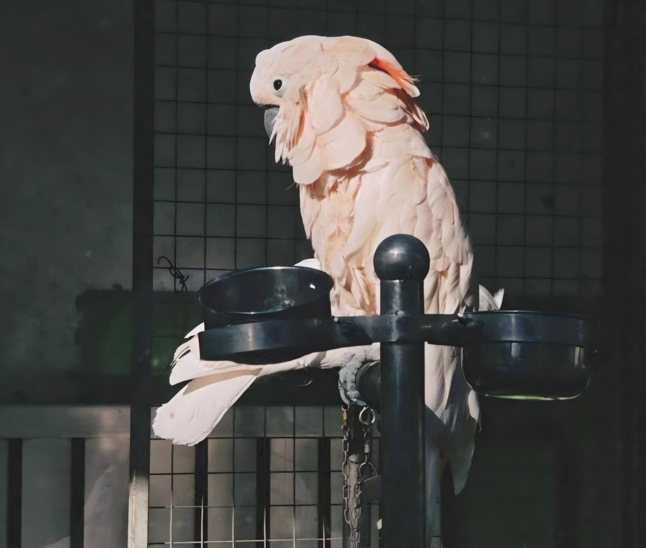 Bird Forest in China