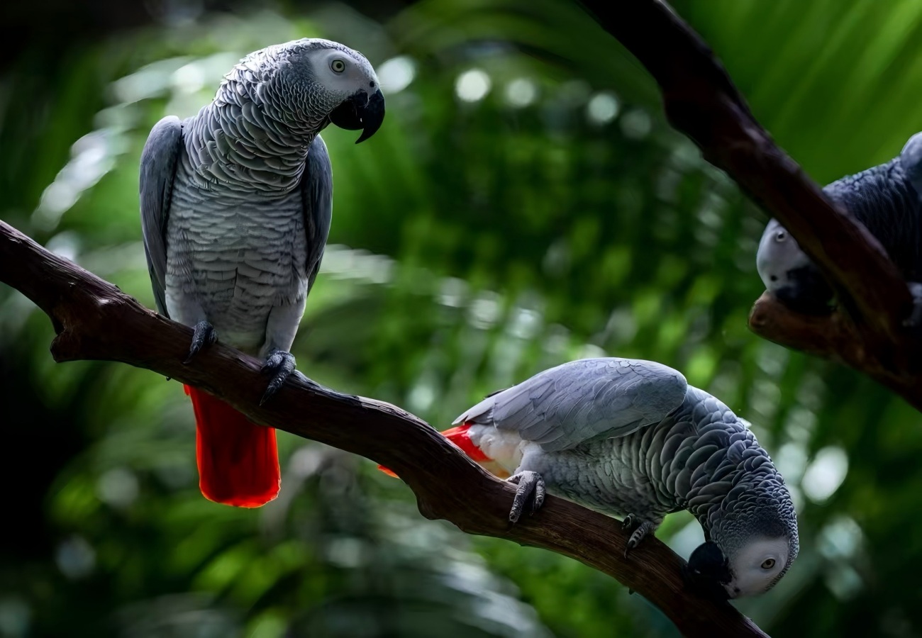 Chimelong Tourist Resort Guangzhou