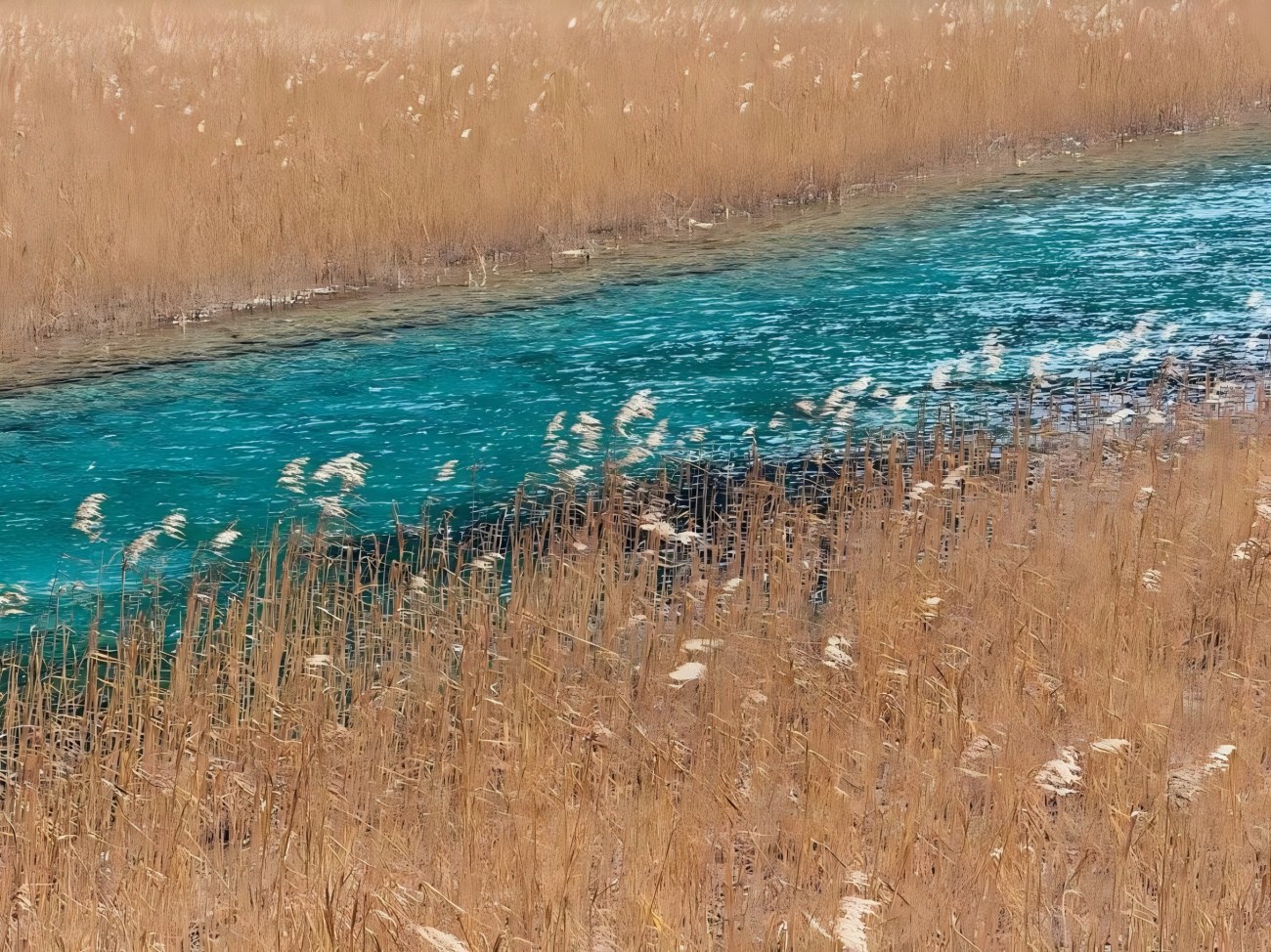 Banco de bonsáis en China